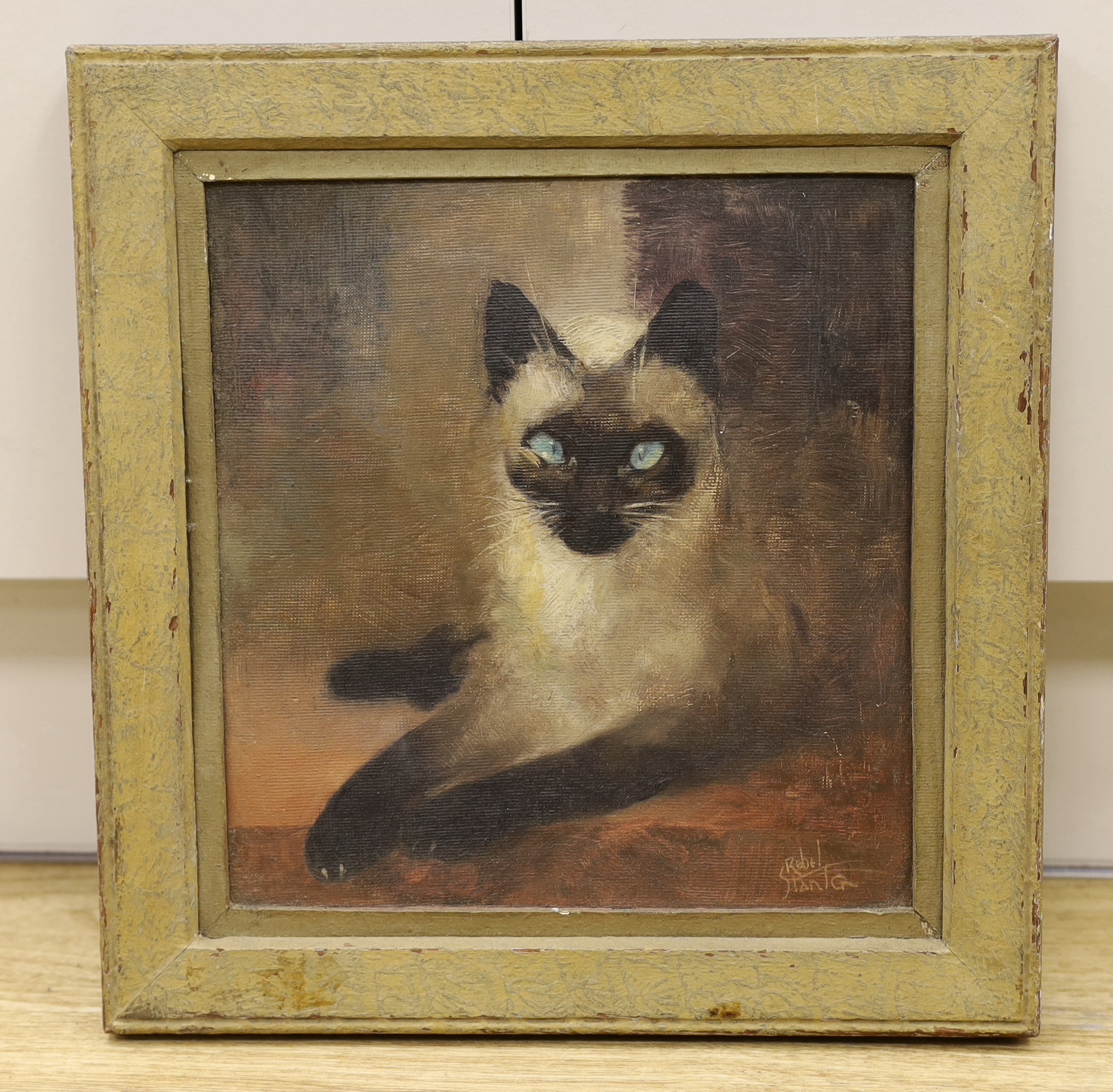 Charles Rebel Stanton (1854-1954), oil on hardboard, study of a Siamese cat, signed, 27 x 25.5cm